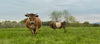 sheep leaving a pen