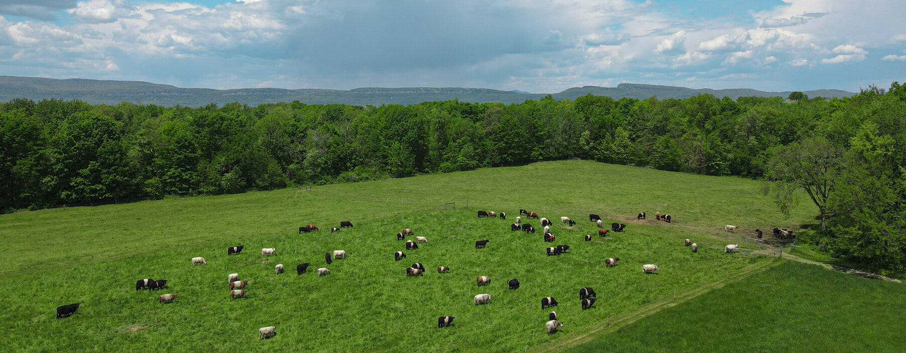 What Is Rotational Grazing