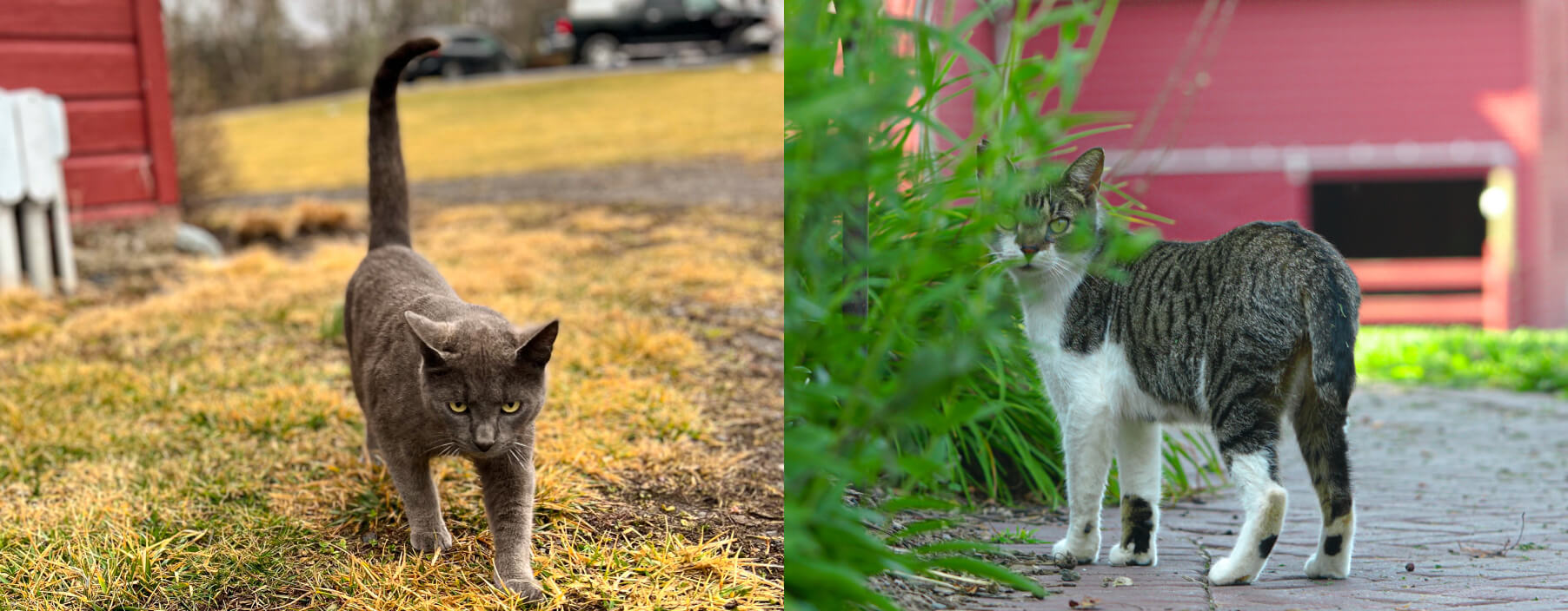 Our Growing Family of Cats
