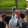 Thanksgiving Turkey Pre Order DEPOSIT!!