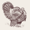 Whole Pasture Raised Organically Fed Turkeys - Local Pick Up Only