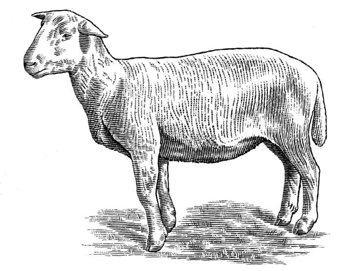 Illustration of a standing lamb with a grass-fed appearance.